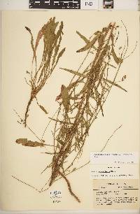 Oenothera simulans image
