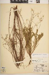 Oenothera simulans image