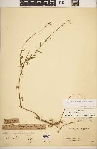 Oenothera simulans image