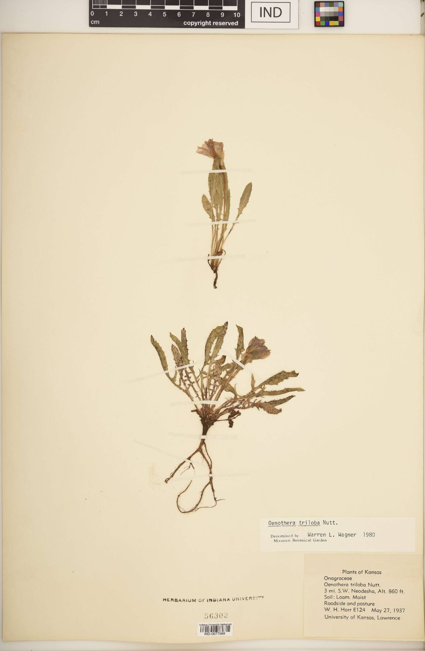 Oenothera triloba image