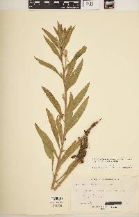 Oenothera villosa image