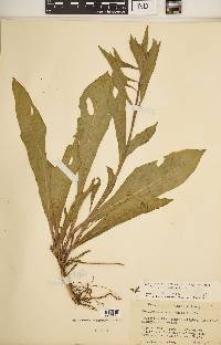 Oenothera villosa subsp. strigosa image