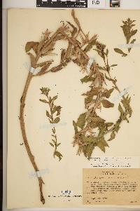 Oenothera villosa subsp. strigosa image