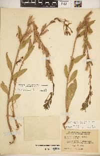 Oenothera villosa subsp. strigosa image