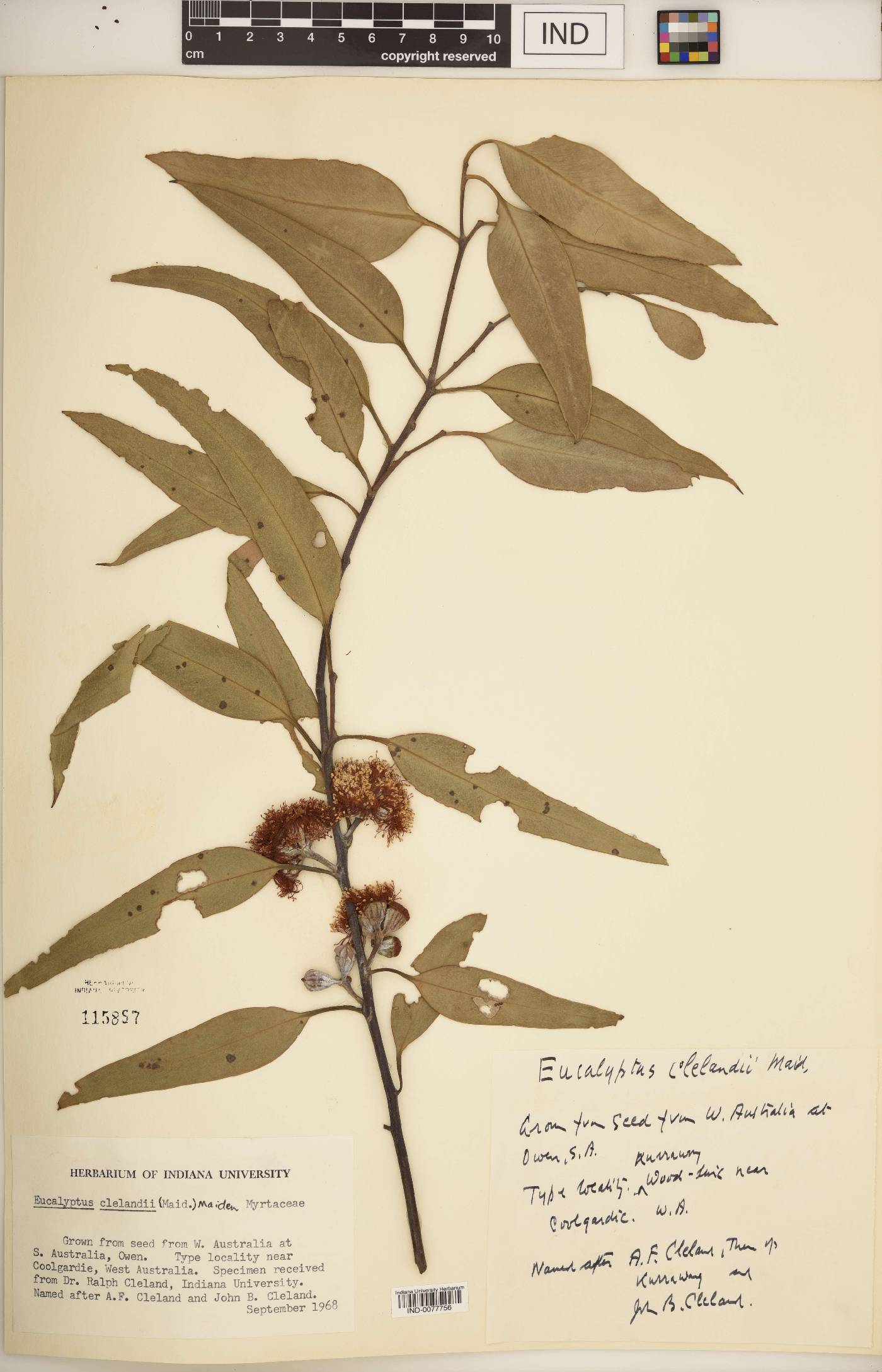 Eucalyptus clelandii image