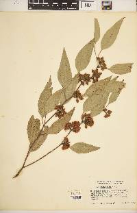 Eucalyptus rudis image