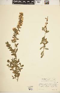 Leptospermum laevigatum image