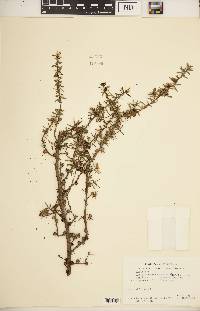 Leptospermum scoparium image