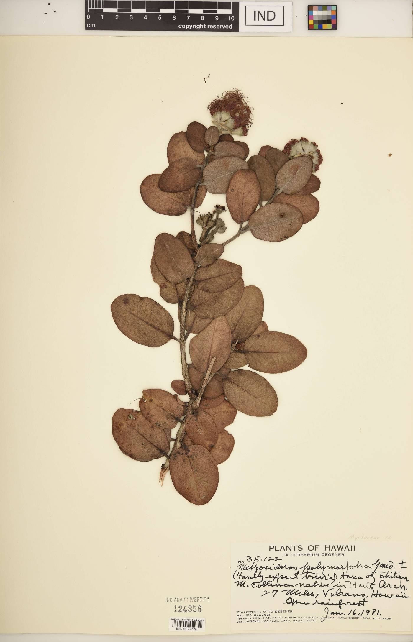 Metrosideros polymorpha image