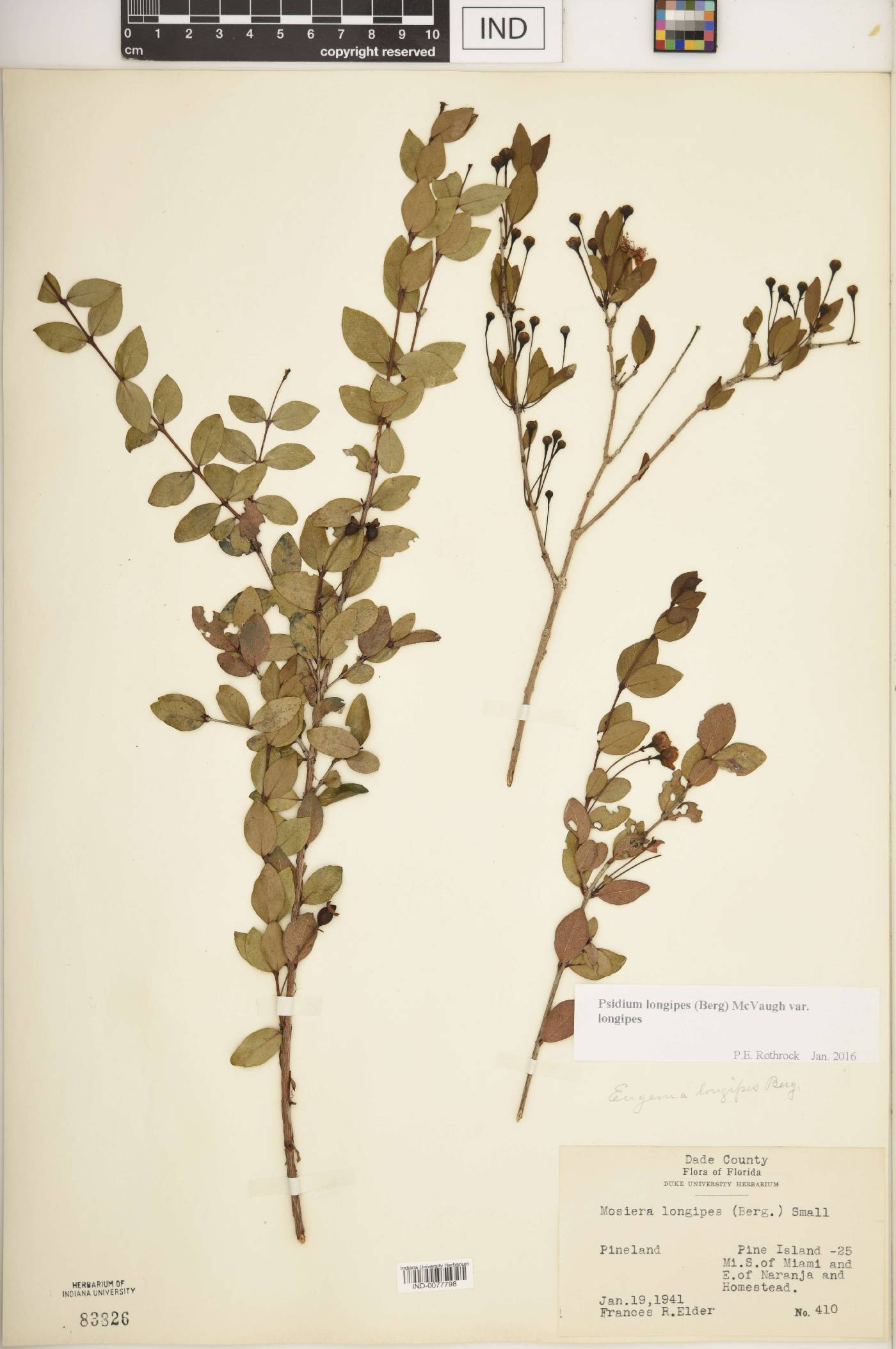 Psidium longipes var. longipes image