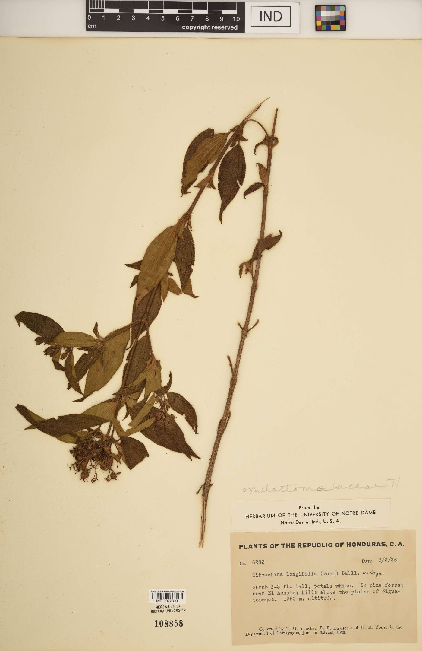 Tibouchina longifolia image