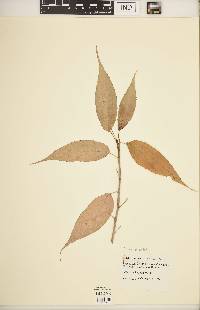 Stachyurus praecox image