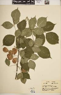 Staphylea trifolia image