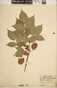 Staphylea trifolia image