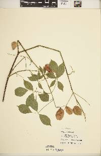 Staphylea trifolia image