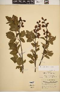 Rhus aromatica var. aromatica image