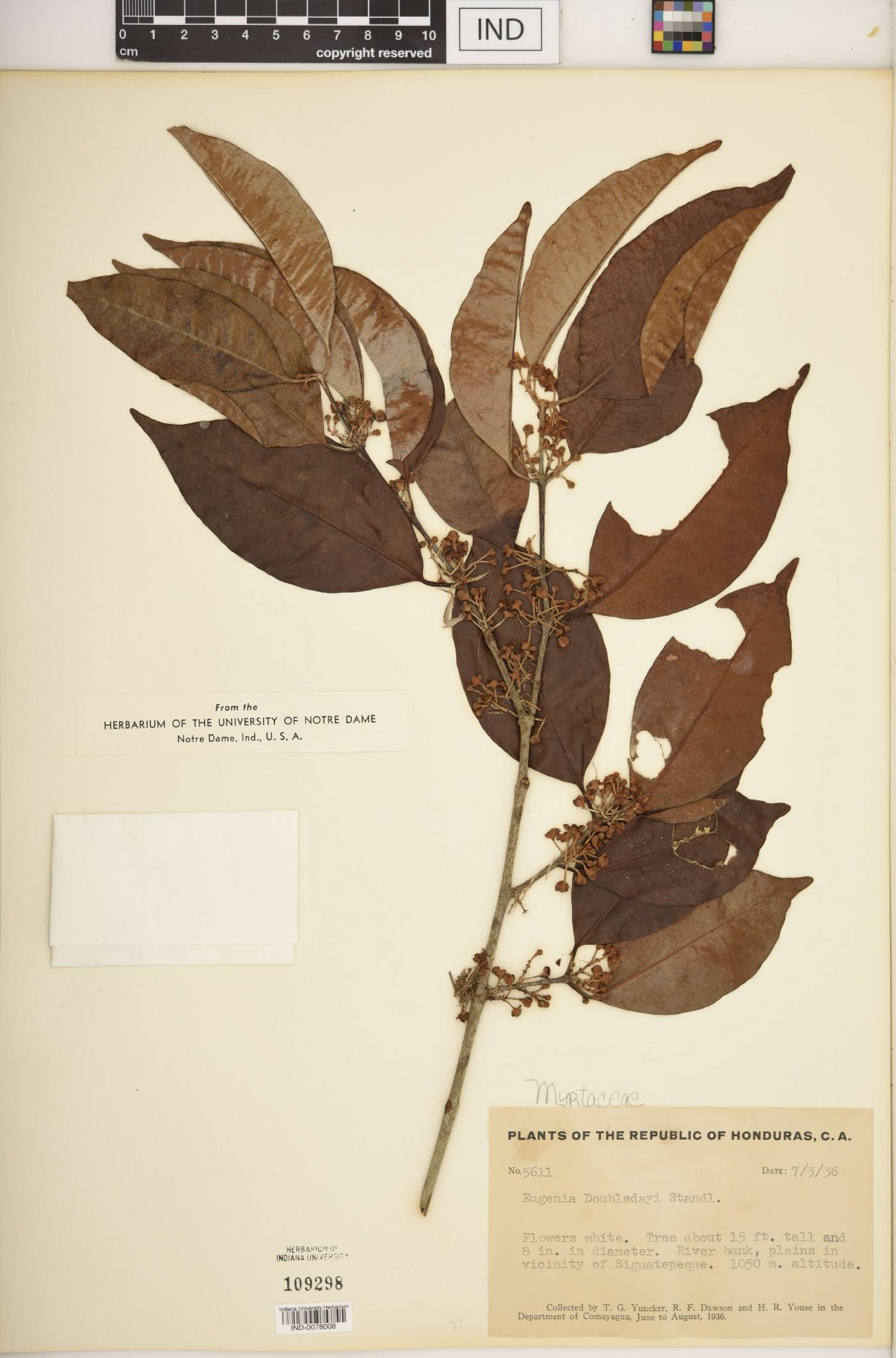 Eugenia doubledayi image