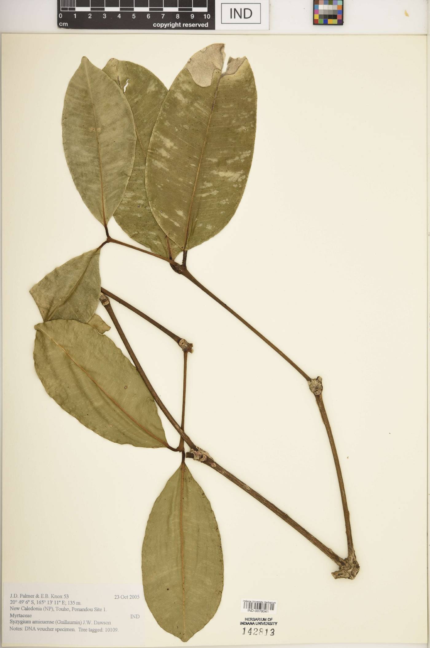 Syzygium amieuense image
