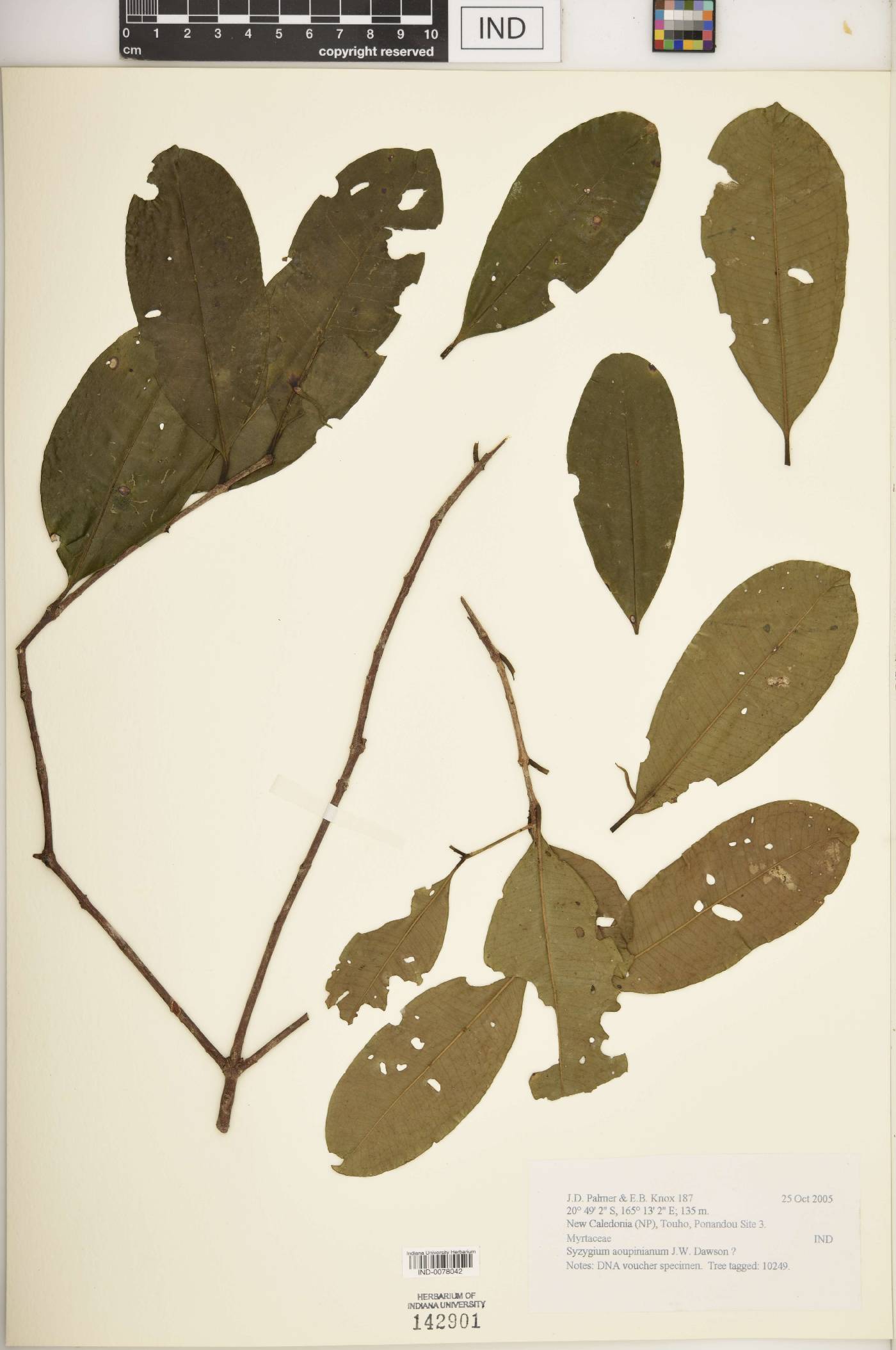 Syzygium aoupinianum image