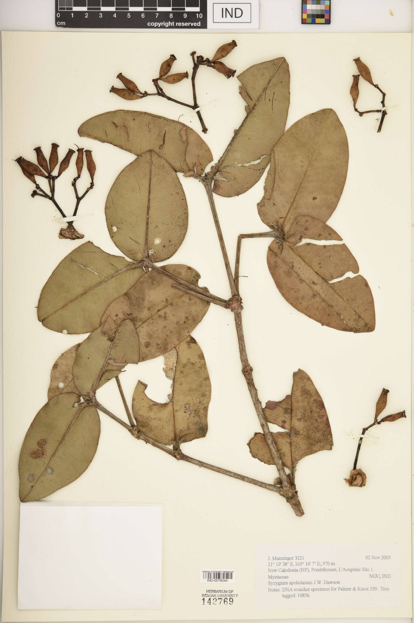 Syzygium apetiolatum image