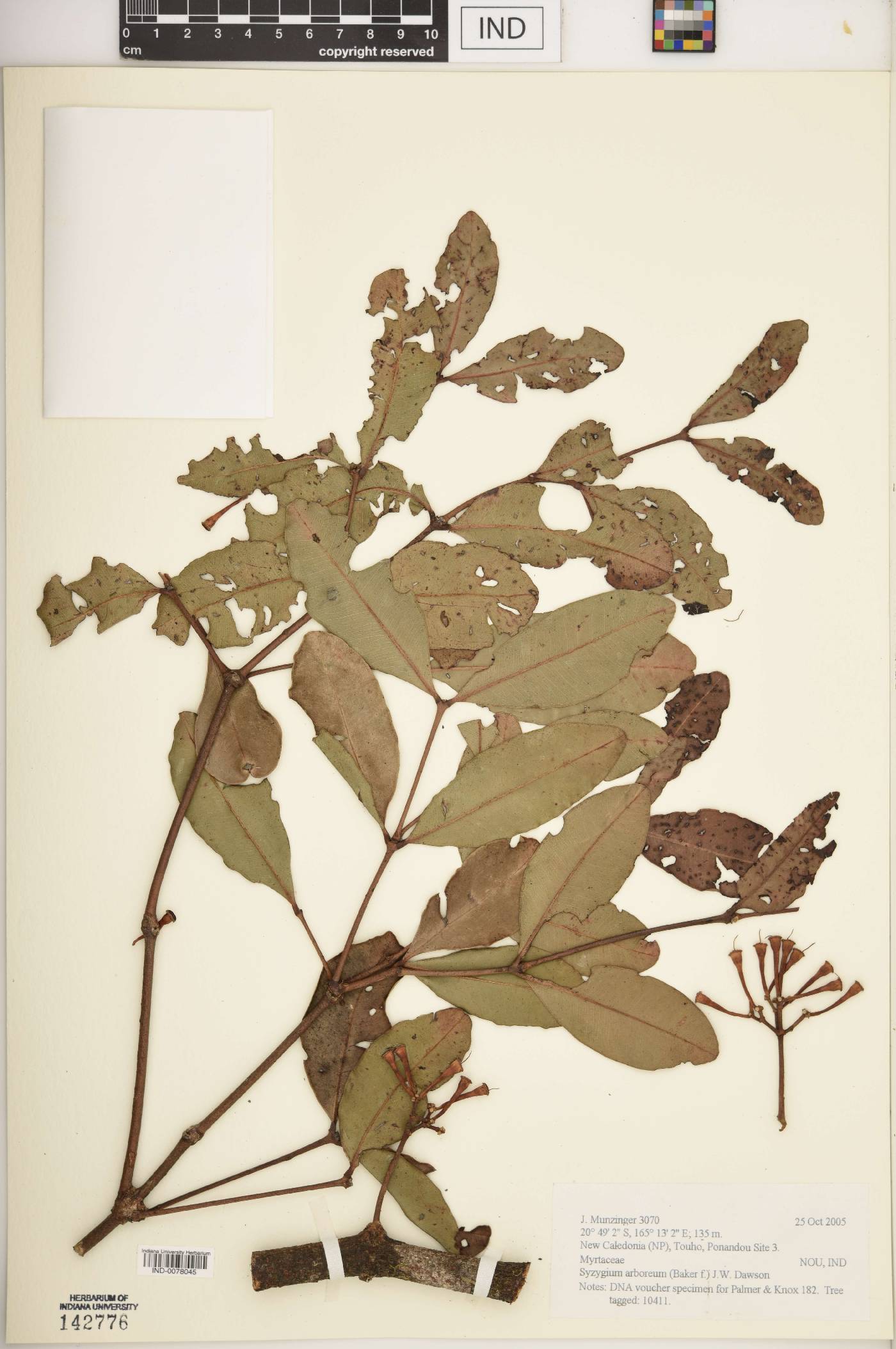 Syzygium arboreum image