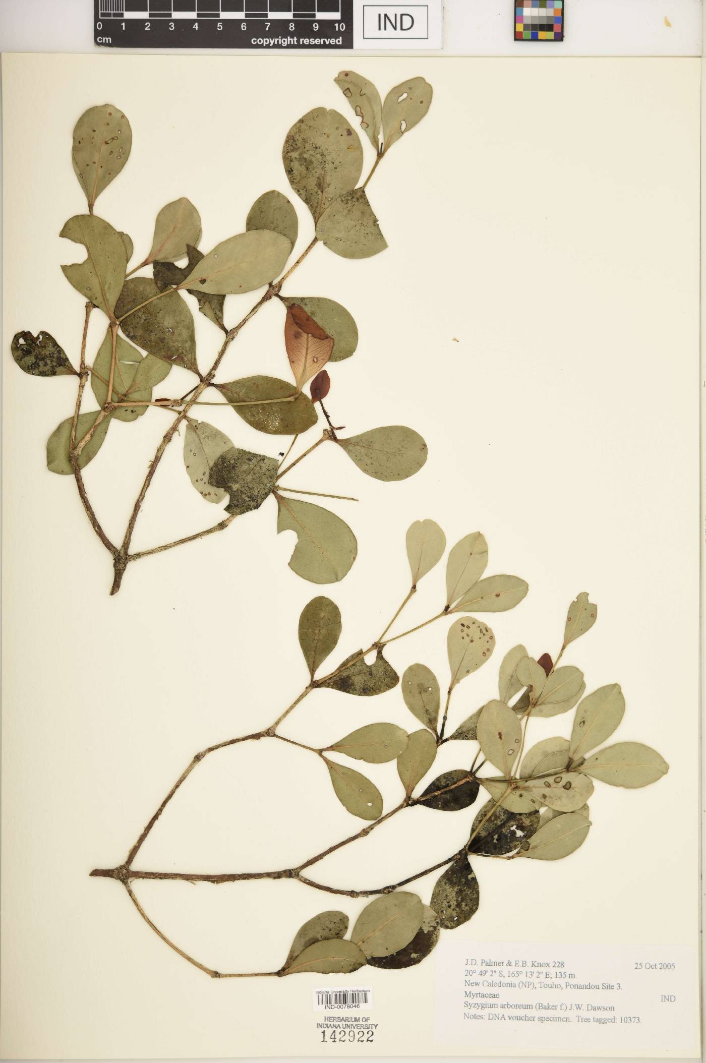 Syzygium arboreum image