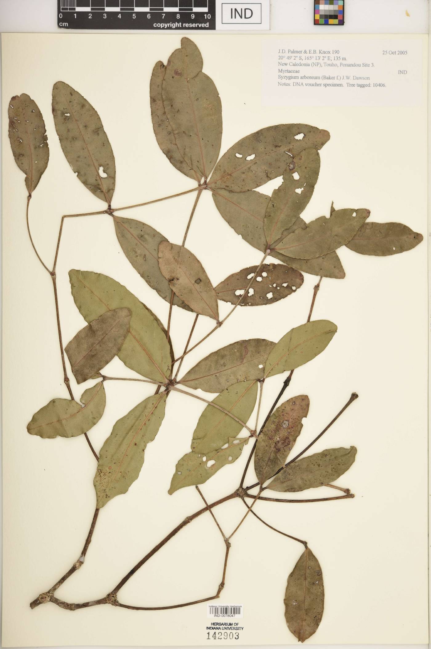 Syzygium arboreum image
