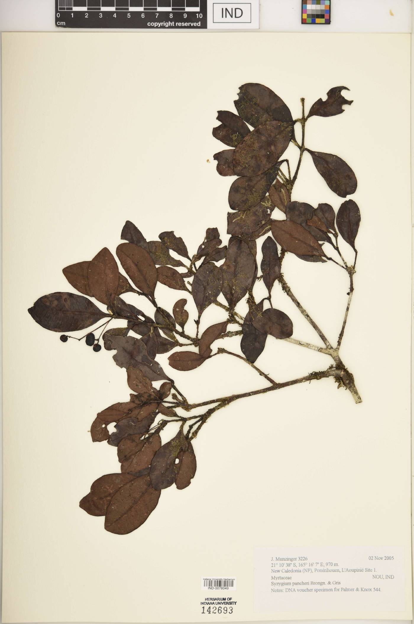 Syzygium pancheri image