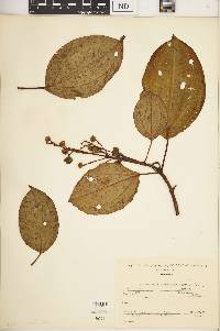 Conostegia macrantha image