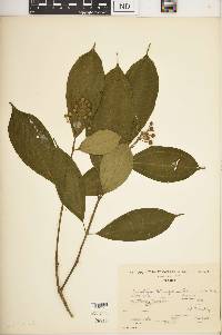 Conostegia tenuifolia image