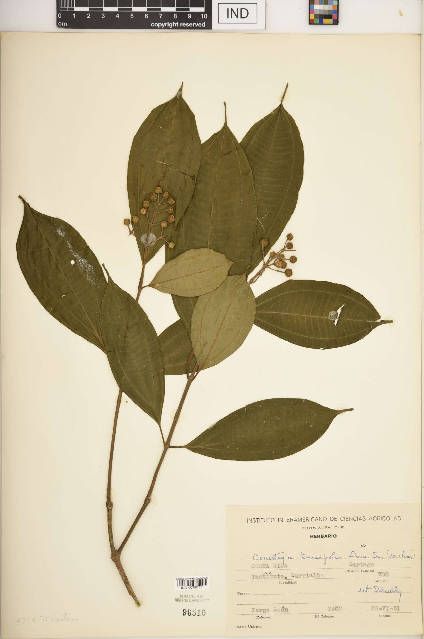 Conostegia tenuifolia image