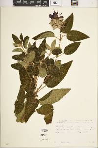 Media resource of Dissotis denticulata