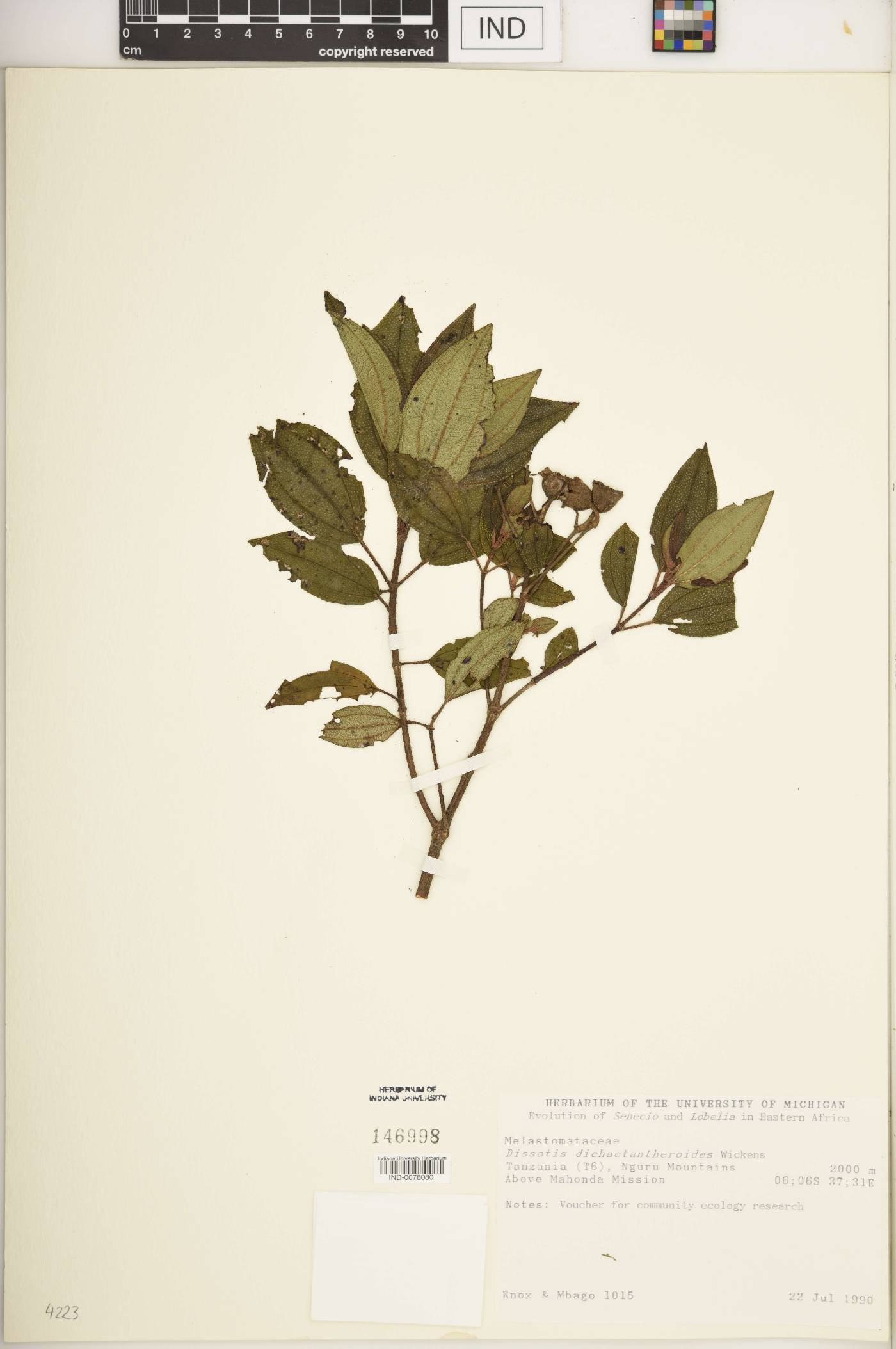 Dissotis dichaetantheroides image