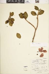 Media resource of Kendrickia walkeri