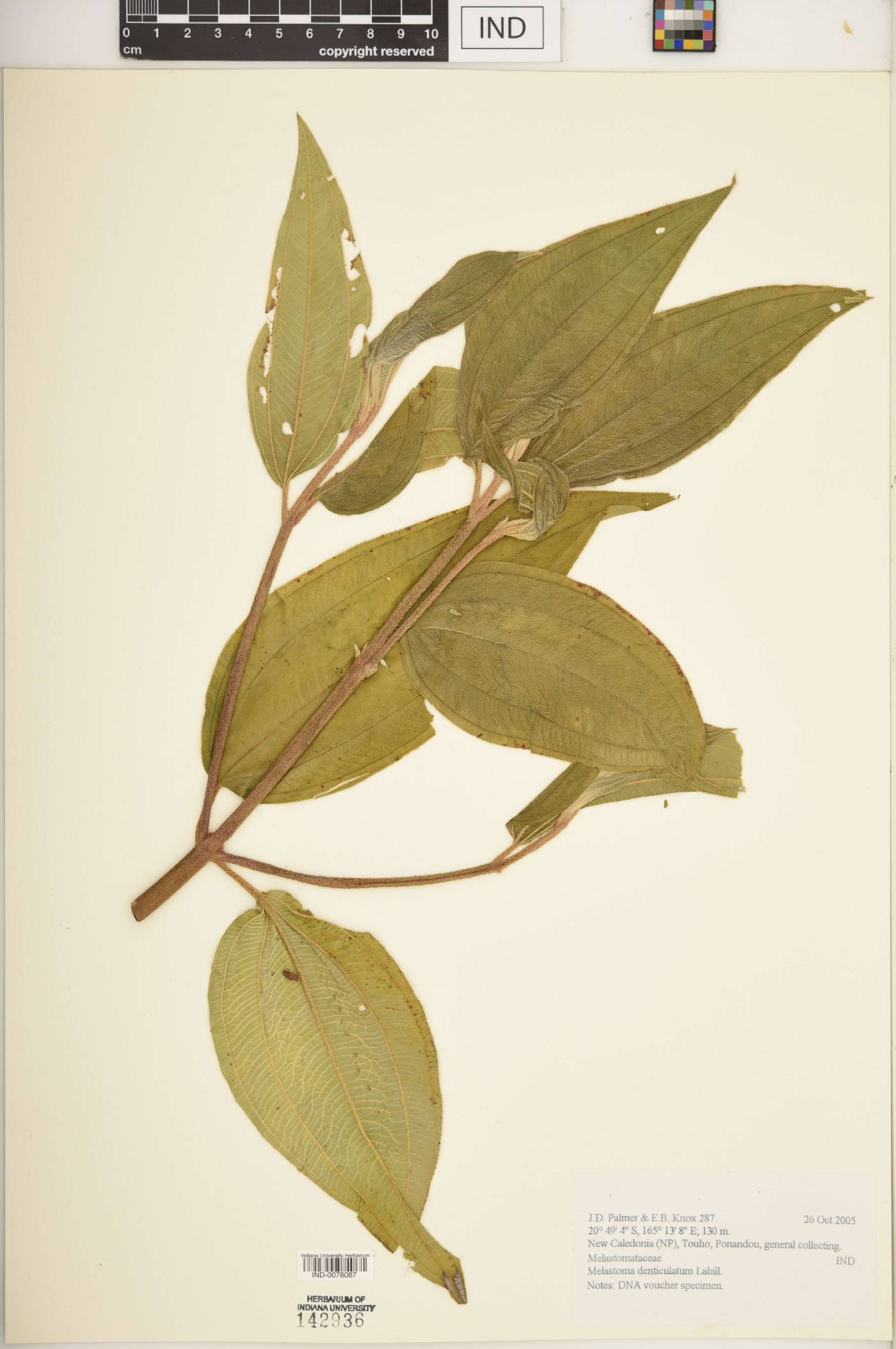 Melastoma denticulatum image