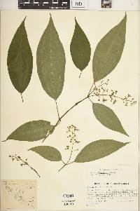 Miconia hyperprasina image
