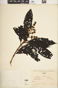 Image Associated With the Occurence