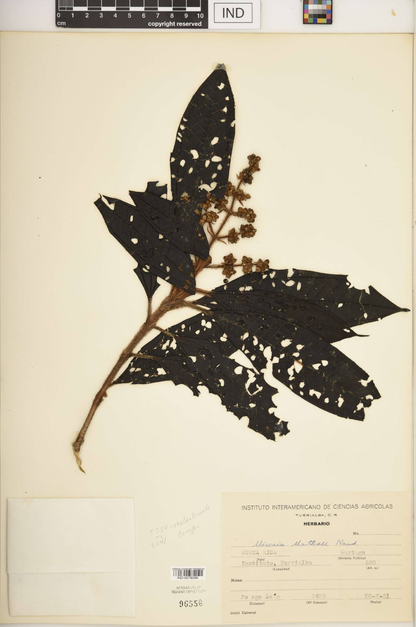 Miconia matthaei image