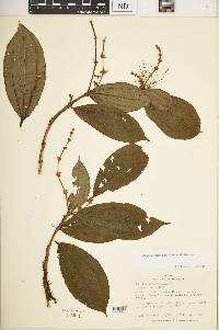 Miconia spiciformis image