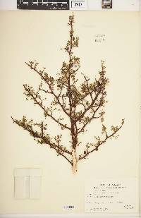 Bursera microphylla image