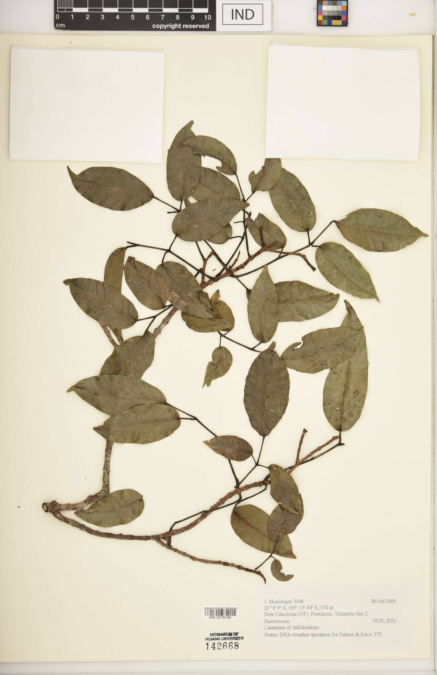 Canarium trifoliolatum image