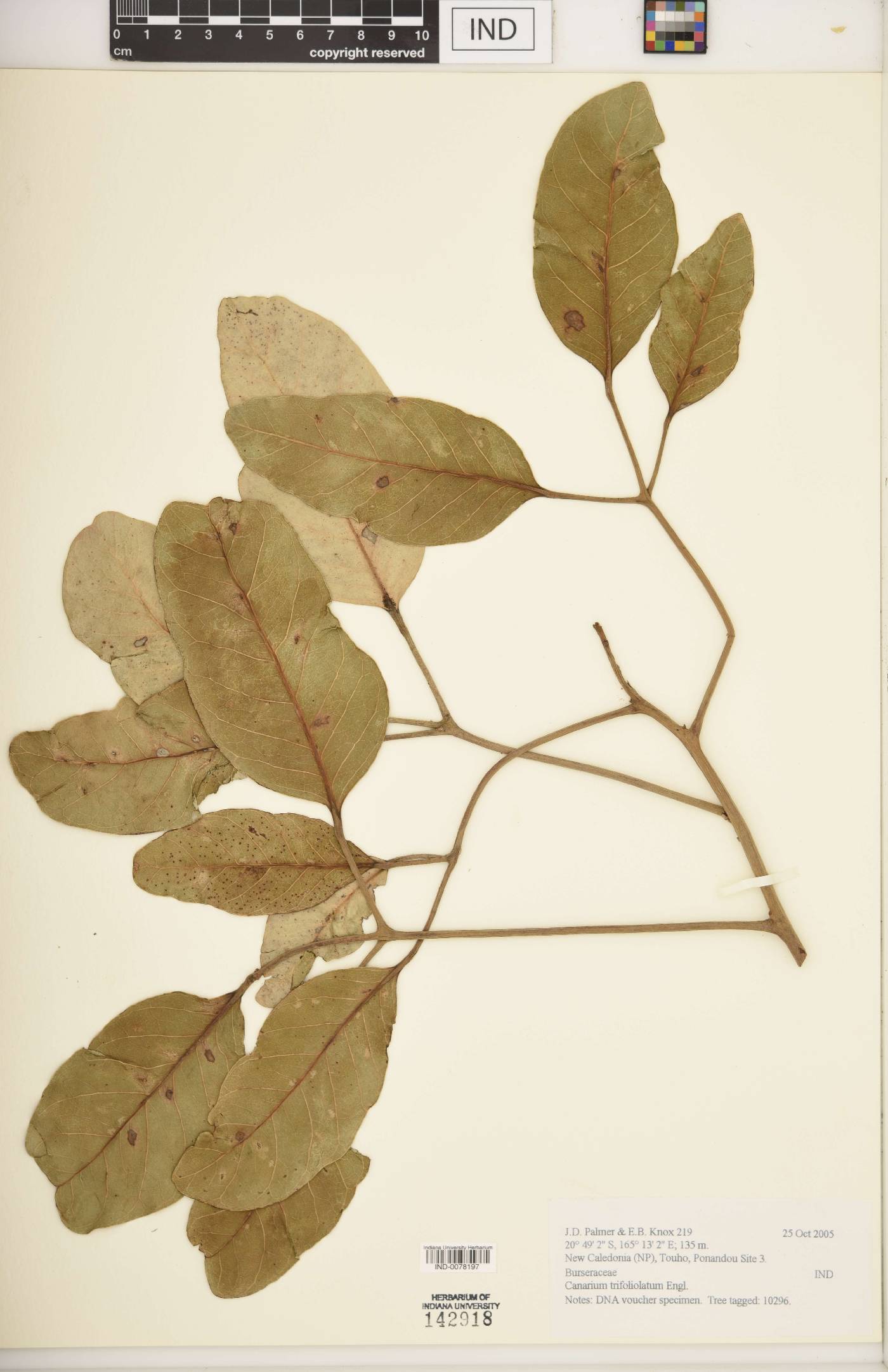 Canarium trifoliolatum image