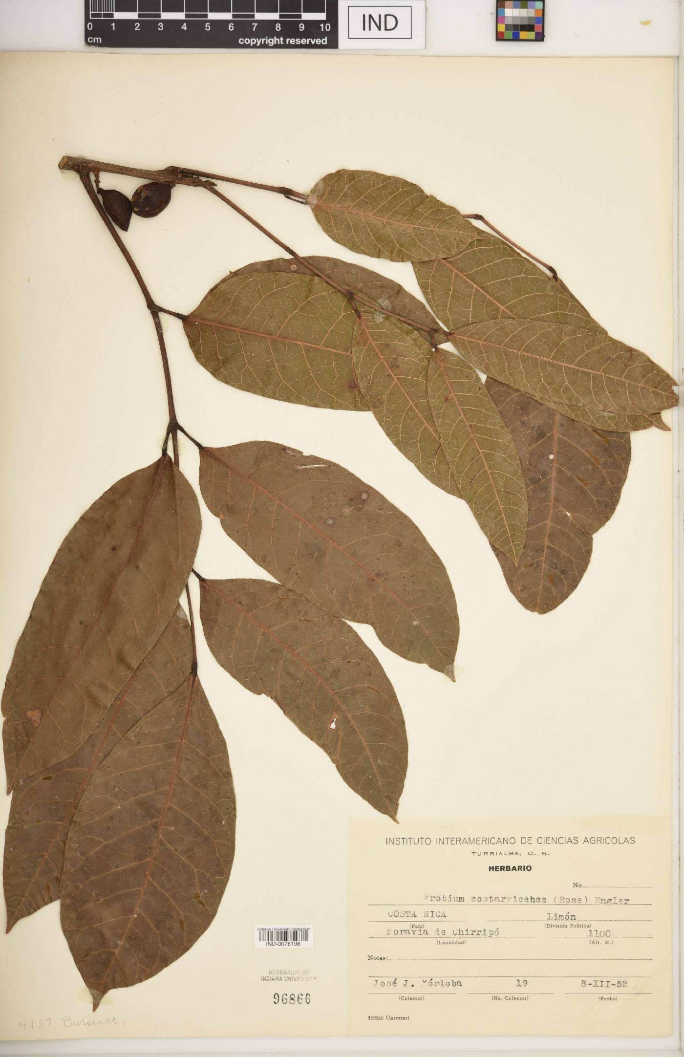 Protium costarricense image