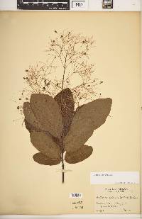 Cotinus obovatus image