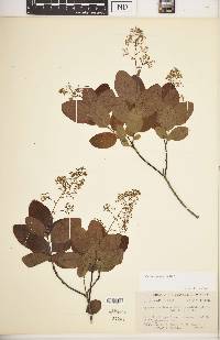 Cotinus obovatus image