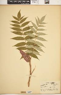 Rhus typhina image