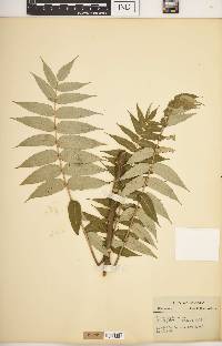 Rhus typhina image