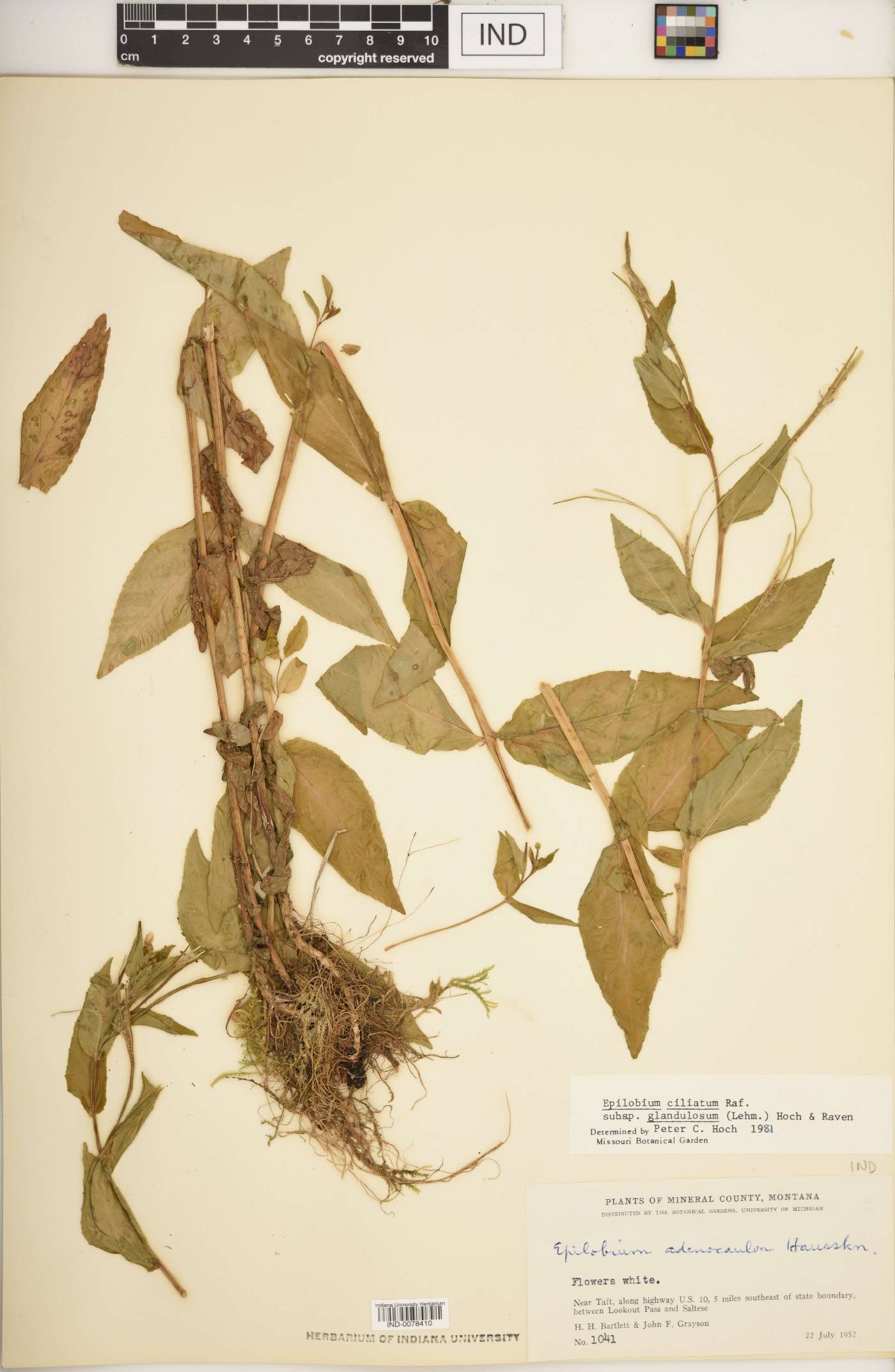 Epilobium ciliatum subsp. glandulosum image