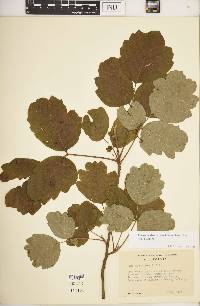 Toxicodendron diversilobum image