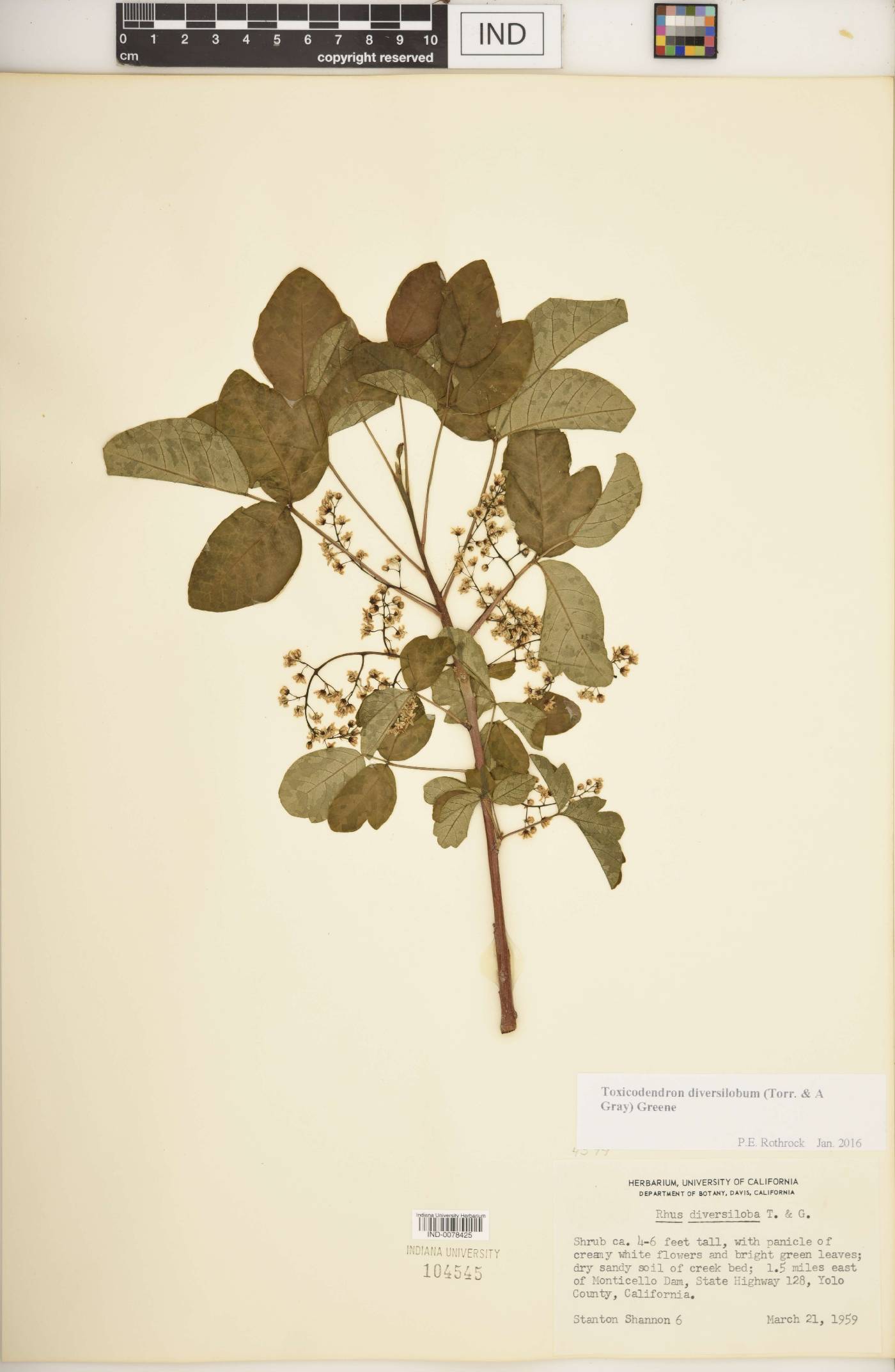 Toxicodendron diversilobum image